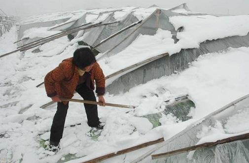 大雪壓垮鋼結(jié)構(gòu)廠房，眾多“二師兄”壯烈犧牲
